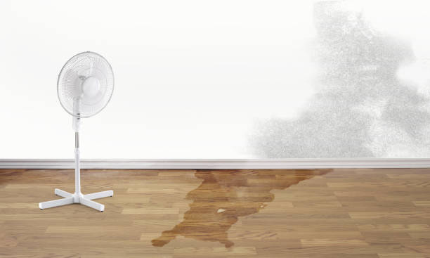 Best Flood damage cleanup  in Dresden, OH